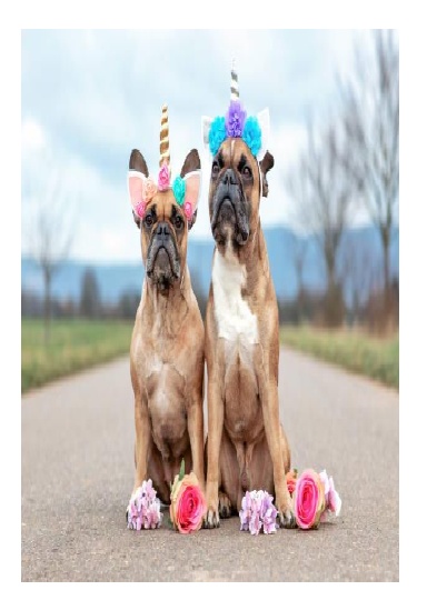 Cute French Bulldogs