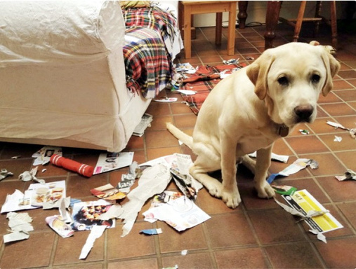 Dog Trainer Bible Ebook