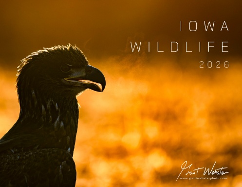 Iowa Wildlife 2026