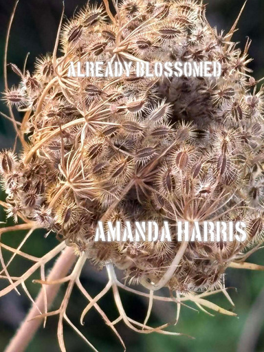 Already Blossomed
