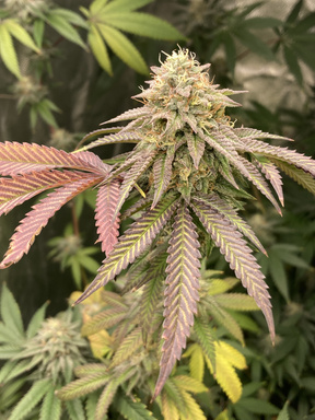 Comprehensive Guide to Growing Cannabis: Seed to Harvest