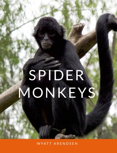 Spider Monkeys