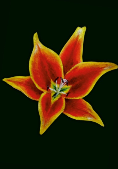 Notebook Journal - Passion Fire Bloom