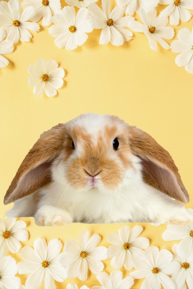 Cute Lop Bunny Yellow Journal