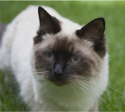 Training Your Cat