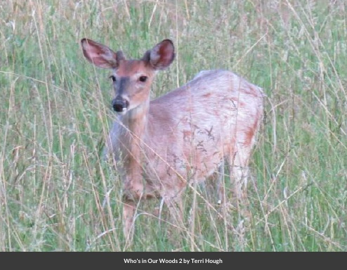 Who's In Our Woods 2