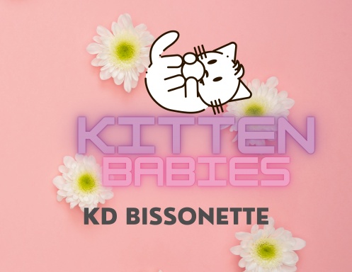 Kitten Babies
