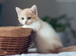 CURB THE PUSSY CAT