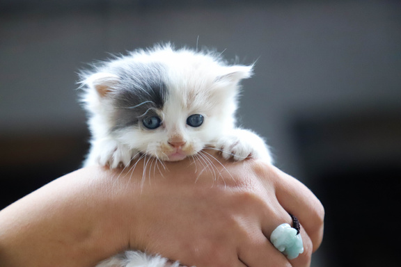Train your Cat