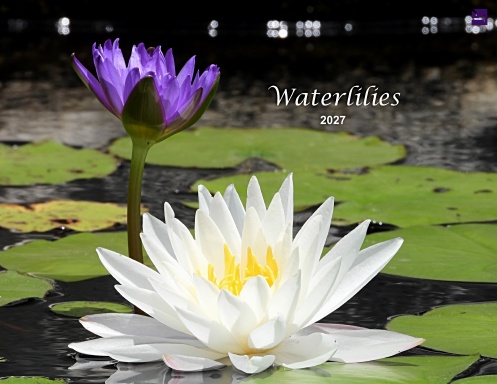 Waterlilies - 2027