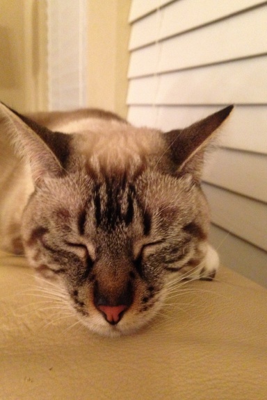 Sleeping Cat in Color