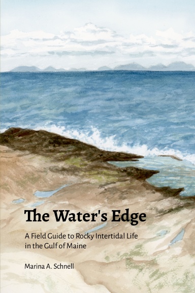 The Water's Edge