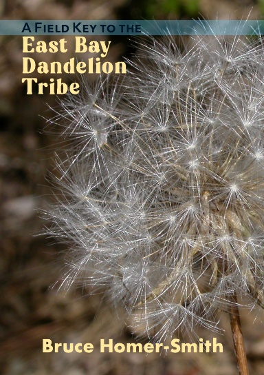 Field Key to the East Bay Dandelion Tribe