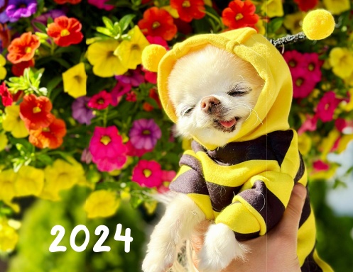 Chihuahua Cedric's Calendar 2024
