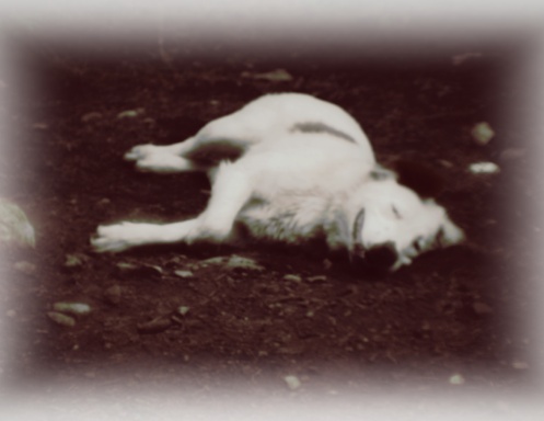 Doggy, Doggy, Everywhere Calendar