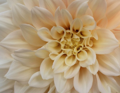 Dahlia Dreams