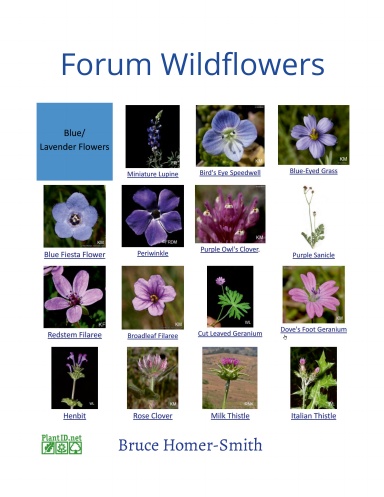 Forum Wildflowers