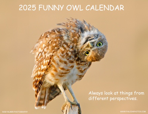 Funny Owls Calendar