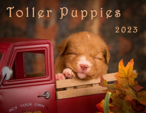 Toller Puppy Calendar