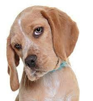 LOST DOG IN THE SYQLING