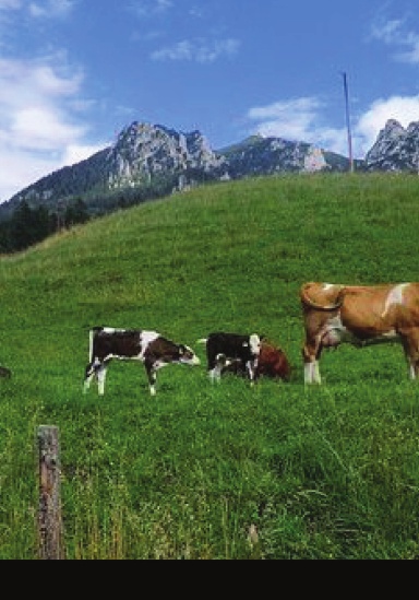 Cow Bullet Journal