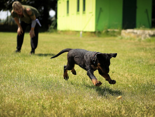 How to Train Your Puppy