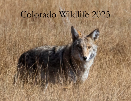 Colorado Wildlife Calendar 2023