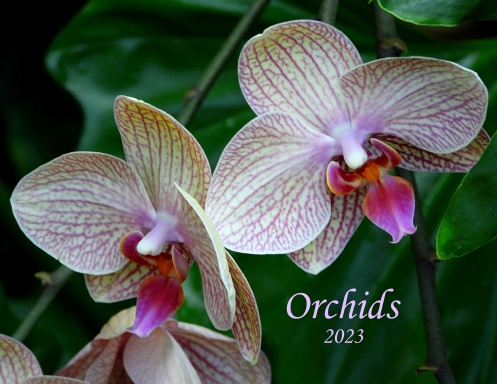 Orchids - 2023