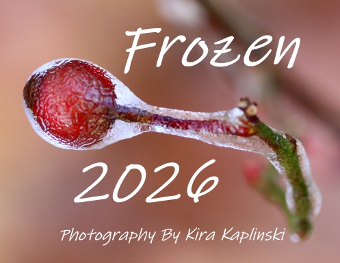 Frozen Calendar 2026