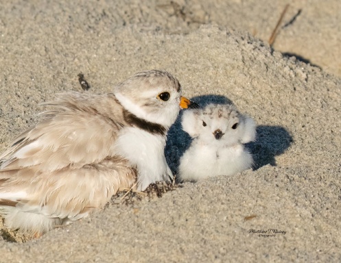 Plover Calendar 2025