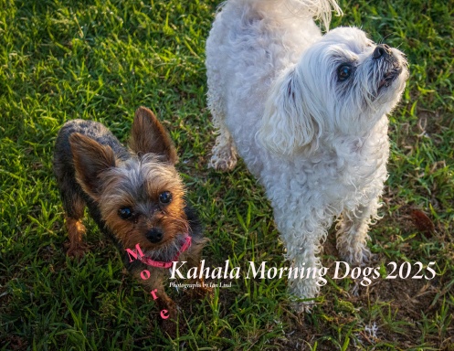 MORE Kahala Morning Dogs