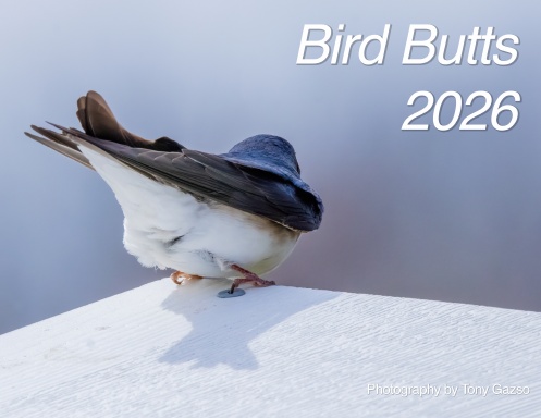 Bird Butts 2026