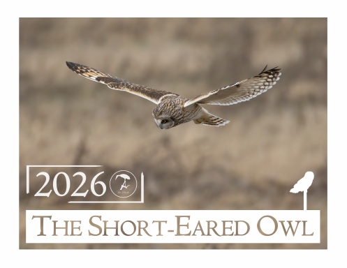 The Short-Eared Owl: 2026
