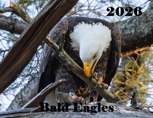 Bald Eagle Calendar 2026