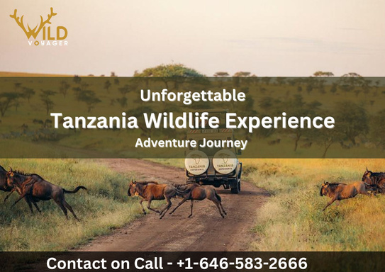 Tanzania Experience with WildVoyager Pvt Ltd