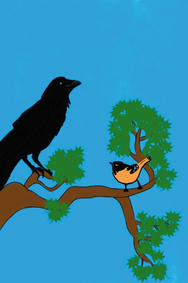 Baltimore Birds Notebook