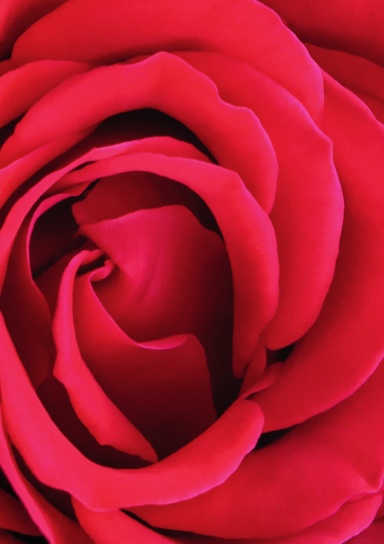 The Goddess Rose Journal