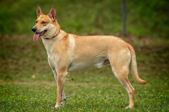 General History Of Dogs