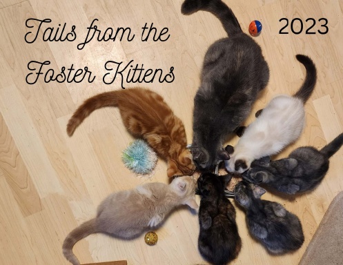 Tails from the Foster Kittens 2022