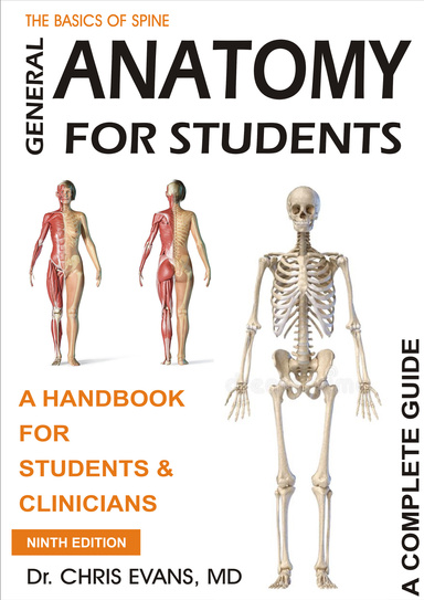 THE BASICS OF SPINE GENERAL ANATOMY FOR STUDENTS