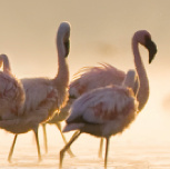 Volmaakte Vriendschap