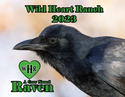 Wild Heart Ranch - A Crow Named Raven - 2023