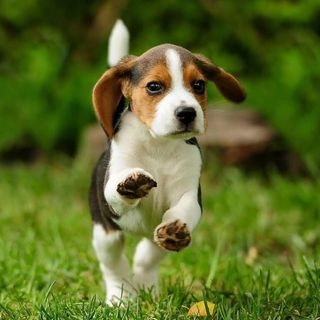 Dog Syqling