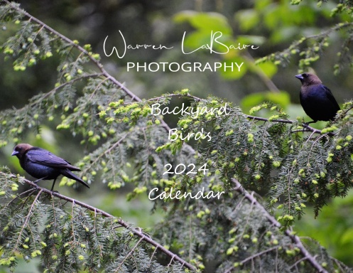 Backyard Birds 2024 Calendar   R5n7v4 Front Shortedge 384 