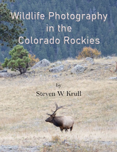 Wildlife Photography in the Colorado Rockies