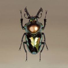 A Black Beattle