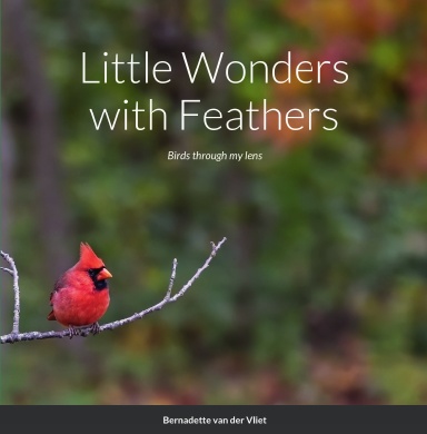 Little Wonders with Feathers