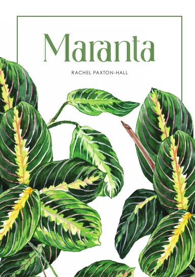 Maranta