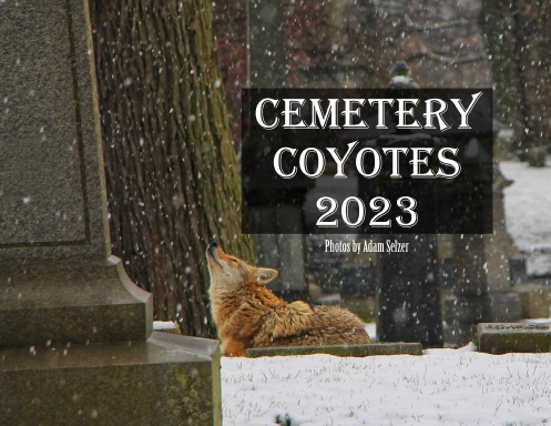 Cemetery Coyotes 2023