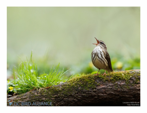 2026 - 2027 DC Bird Alliance Spring Migration Calendar